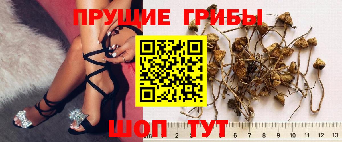 Галлюциногенные грибы Psilocybe Миллерово